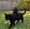 Headless Horseman Cat Costume Injection Molding Natural